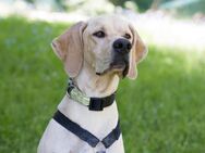 Paloa - Englisch Pointer - 2 Jahre - Tierhilfe Franken e.V. - Lauf (Pegnitz) Zentrum