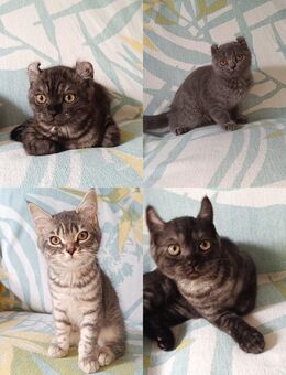 BKH Kitten, Mischung - Berlin Charlottenburg-Wilmersdorf