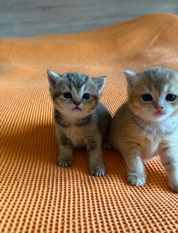 Zuckersüße BKH Kitten Golden Shaded - Rheine