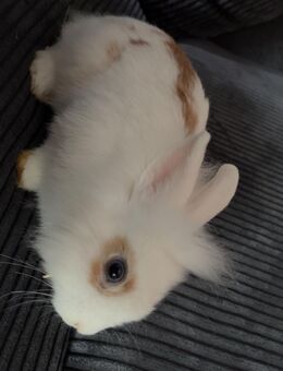 Kaninchen Löwenkopf - Lübeck