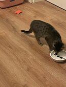 EKH dringend abzugeben! in 31737