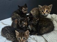 Britisch Kurzhaar Katze (3,5 Jahre) liebevoll & verschmust nur in gute Hände abzugeben - Herborn (Hessen)