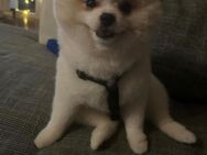 Pomeranian Rüde mit Teddy Nase - Gießen