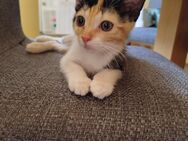 Kätzchen, Kitten, Katzenbabys, Katze - Neustadt (Aisch)