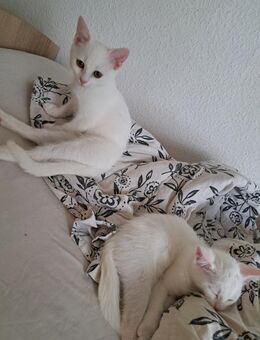 Süsse Baby katze - Neustadt (Weinstraße)