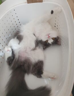 Maine Coon x British Langhaar Mix Kitten - Plauen