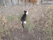 Süße junge Katzen - Stubenberg