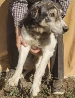 Moshu 50 cm - Alpenrod