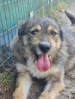 Francis- Lieblingsmensch gesucht - Nürnberg