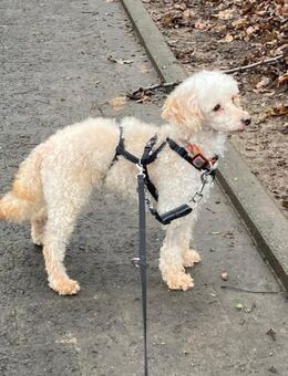 Level, zauberhafte Pudeldame geb. 2020 - Remagen