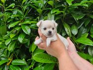 Chihuahua Welpen reinrassig LH - Verl