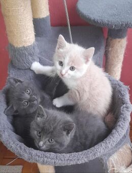 Kitten 6 Wochen alt - Breitscheid (Landkreis Neuwied)