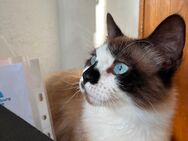 Liebevolle Katze Mina sucht ein sicheres Zuhause - Dieburg Zentrum