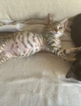 Mandy und Milla - ein fröhliches Duo - Aichwald