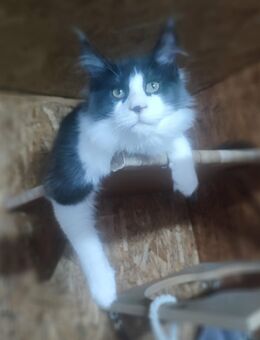 mainecoon - Tauberbischofsheim
