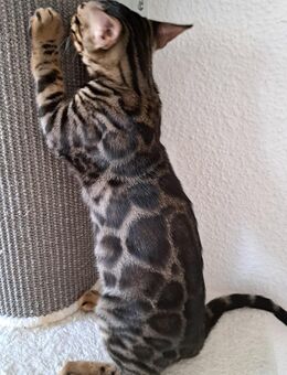 Abgabebereit!Bengal Kitten, melanistic und brown - Haßloch