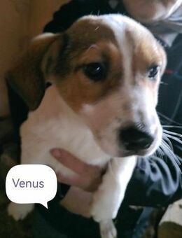 Venus von kettenlos - Bollingstedt