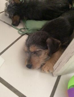 Reinrassige Yorkshire Terrier Welpen - Dudeldorf