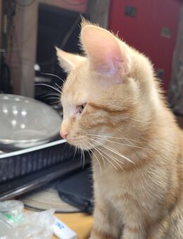 Kitten EKH in orange abzugeben (verkaufen) - Alheim