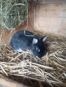 Farbenzwerg, Zwergkaninchen, Zwerghase, Rammler abzugeben! in 09623