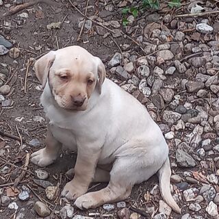 Süßer blonder Labrador Welpe abzugeben