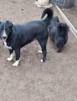 Gipsy der sanfte - Rambin