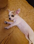 Chiuhuahua mini in 21271