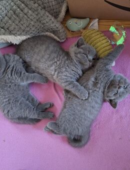 British Kurzhaar Kitten, BKH Kitten - Stolpen