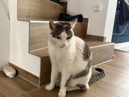 Liebevolles Zuhause für Kater gesucht - inkl. Zubehör - Paderborn