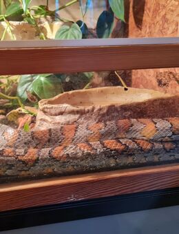 Kornnatter-Dame "Matilda" mit oder ohne Terrarium – liebevoll gehalten, gesund & zahm - Geratskirchen