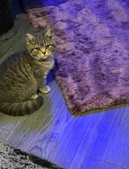 BKH kitten - Berlin Marzahn-Hellersdorf