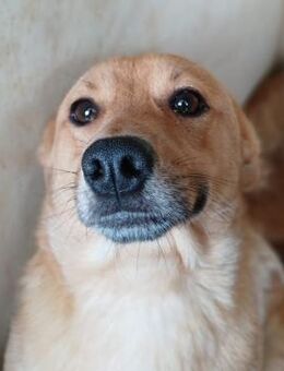 💙Lupin sucht Anschluss💙NOTFALL - Eislingen (Fils)