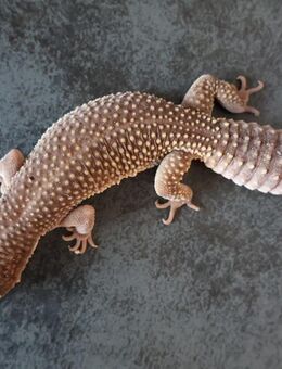 adulte zuchtreife Tiere und Zuchttiere Leopardgecko Männchen Weibchen - Berlin