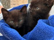 2 Katzen Kitten suchen liebevolles Zuhause - Recke