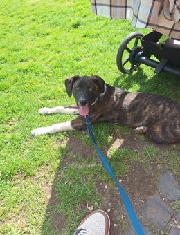 Boxer x Australien shepherd Rüde - Weeze