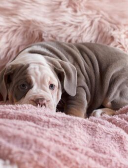 Old english bulldog Welpen, lilac - Kassel