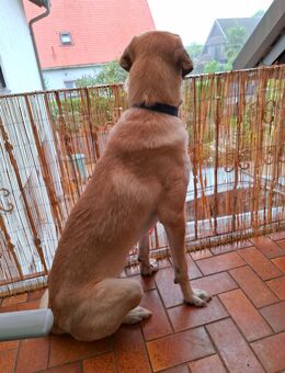 Kangal dringend - Kehl