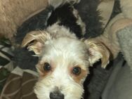 Yorkshire terrier deckrüde 3,5 Kilo - Dessau-Roßlau
