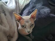 Sphinx Nacktkatze kastriert superlieb zu verkaufen - Brackenheim