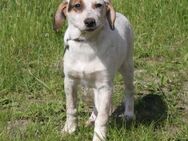 Lilli - Familie mit Herz gesucht - Elmshorn