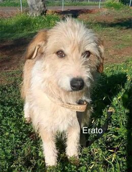 Erato - Mannheim