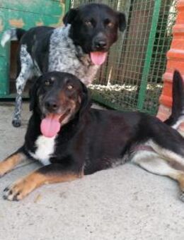 Branko & Ansia NOTFALL 2 Seelen 1 Wunsch - Obertshausen