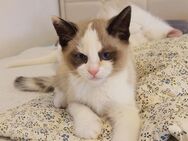 Katzen Babys - Schwerte (Hansestadt an der Ruhr)