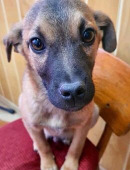 Gabriel - freundlich und sanft - Weilheim (Oberbayern)