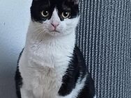 Charlie Oreo sucht sein Zuhause - Margetshöchheim