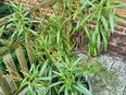 Oleander gelb in 30890