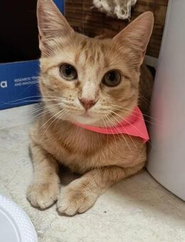 zuckersüße Lulu (ALM) - Geisenheim