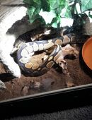 Verkaufe 2 meiner Reptilien in 32423