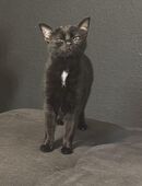 Hi ich suche ein Liebevolles Zuhause gesucht in 44623