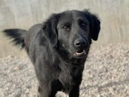 Blacky startklar für seine Menschen - München